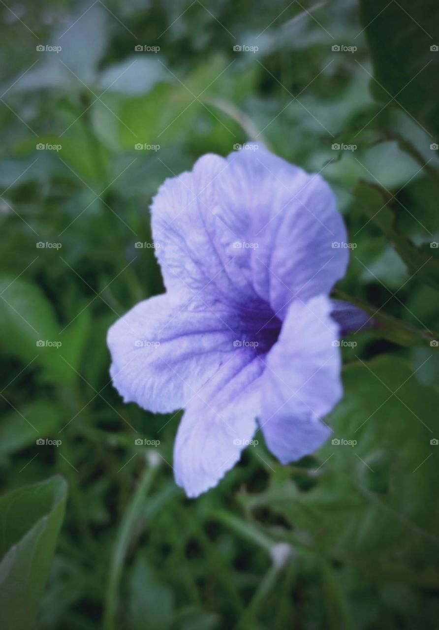 Ruellia flower...