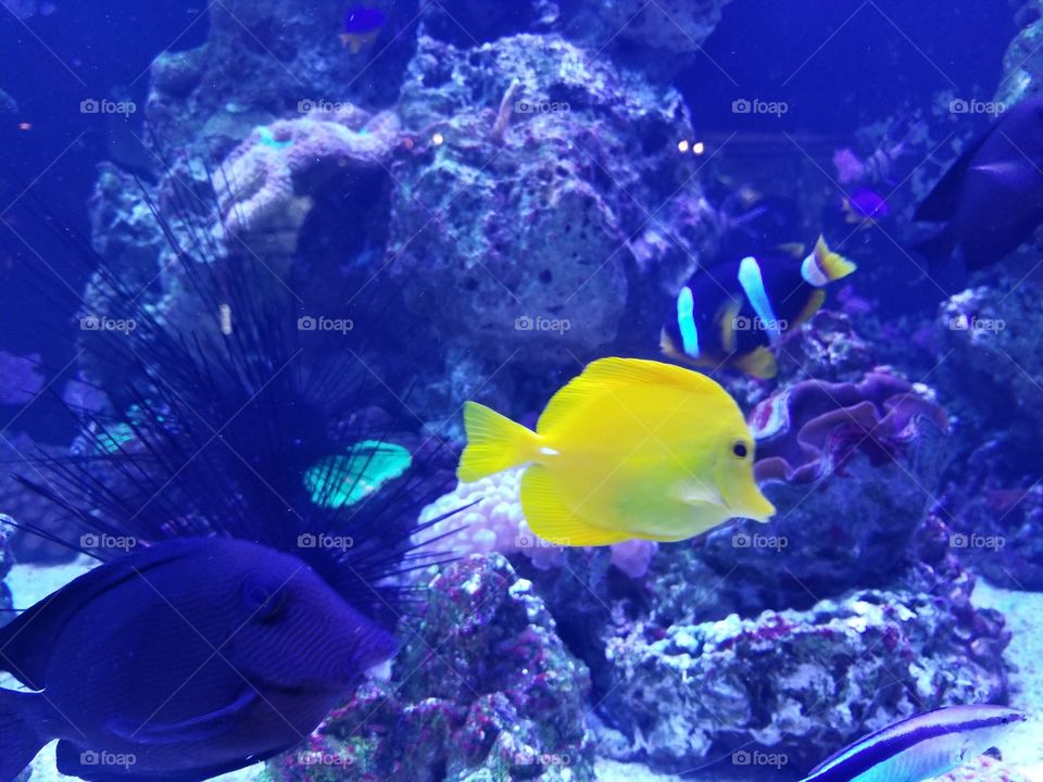 yellow fish