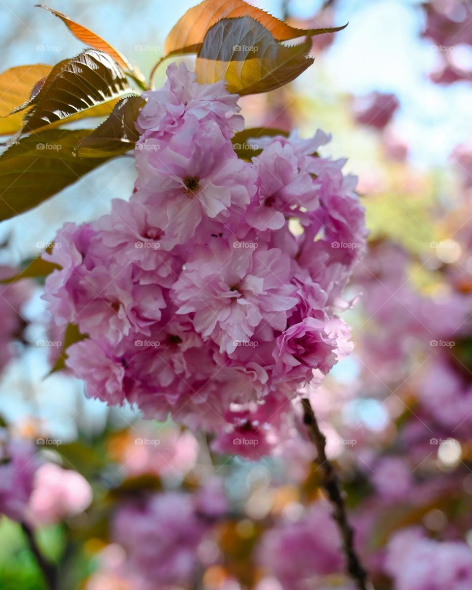 Cherry blossom, photography flower , pink flower , spring is here 