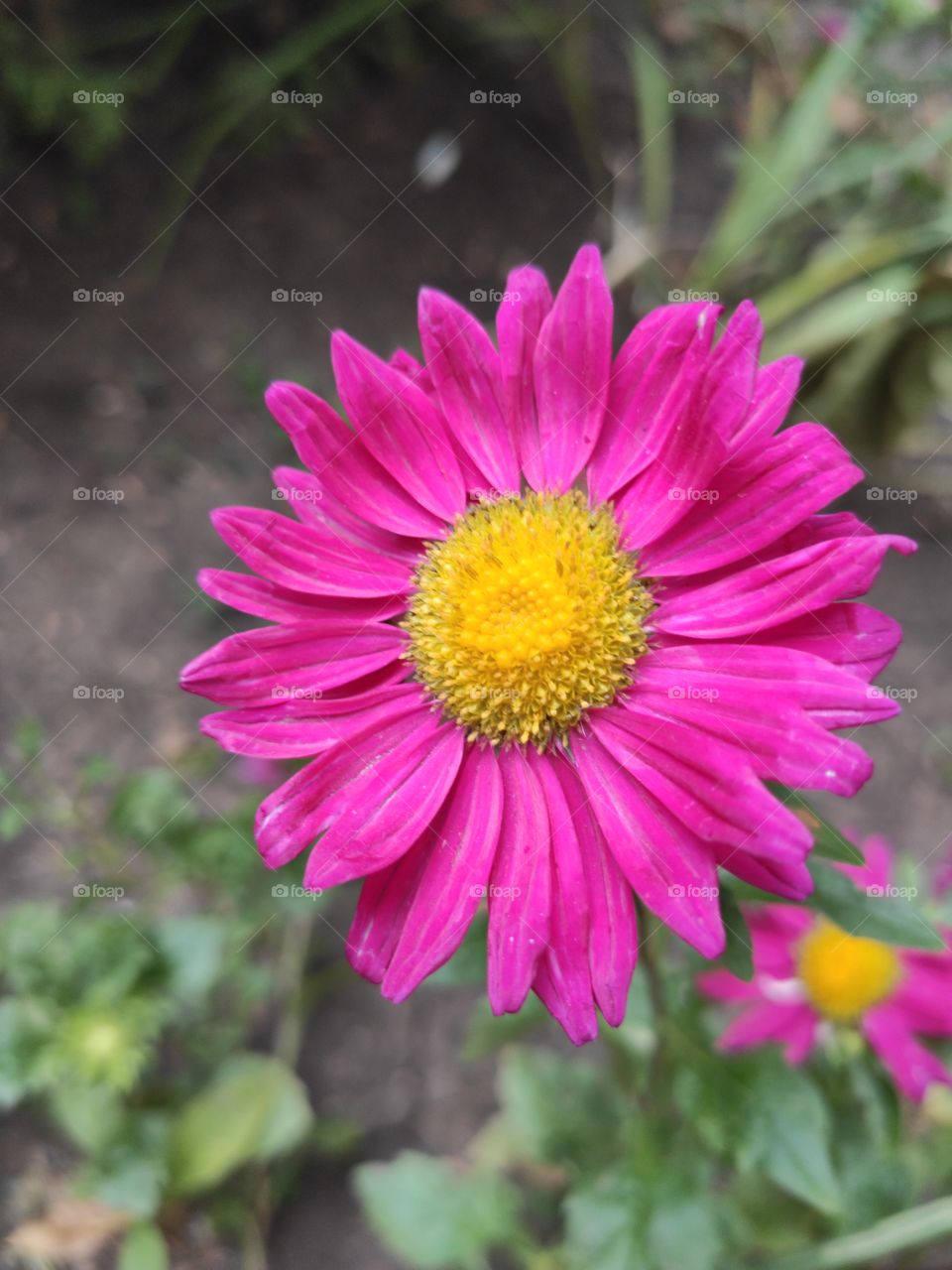 Flowers in the park with a blurred background in the background