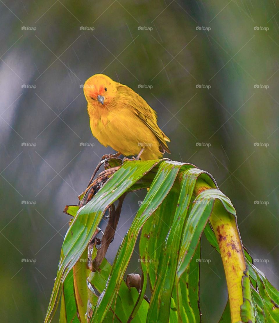 The canary on a rainy day.