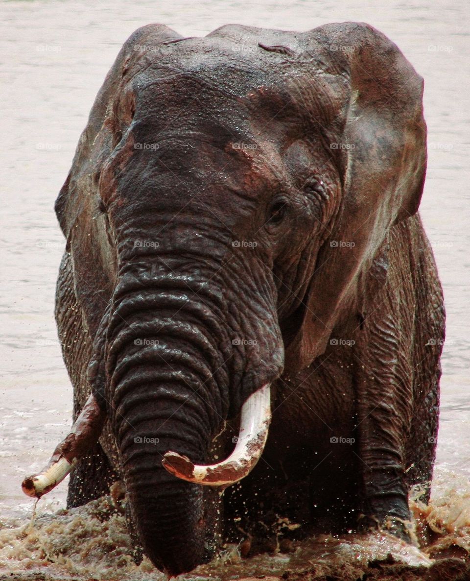 Elephant waterhole. Addo national park South Africa. the big five on your doorstep.