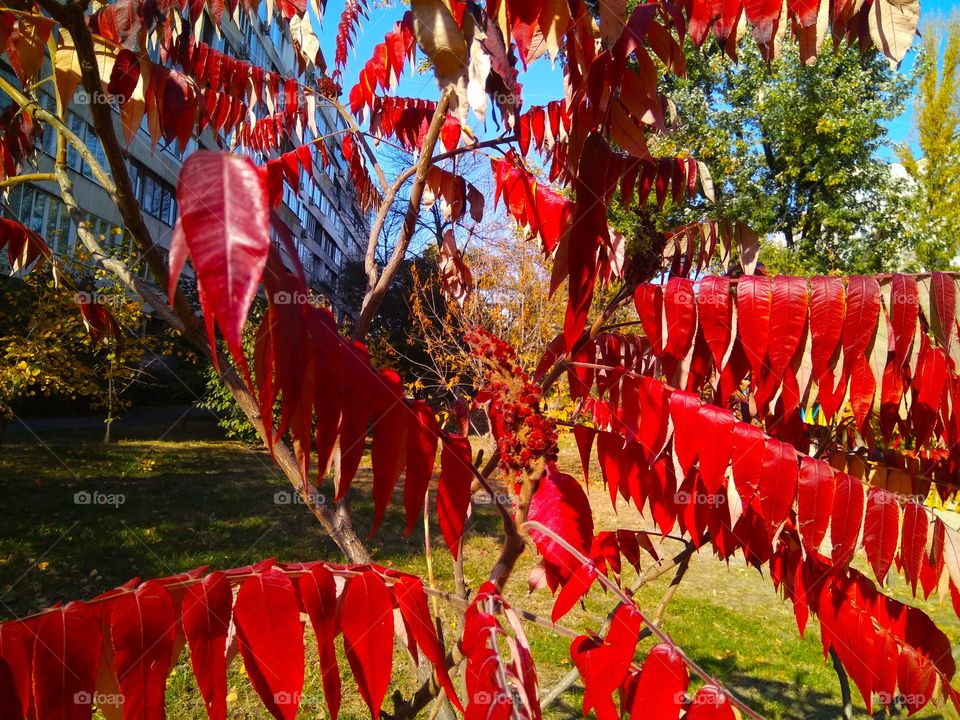 краски осени