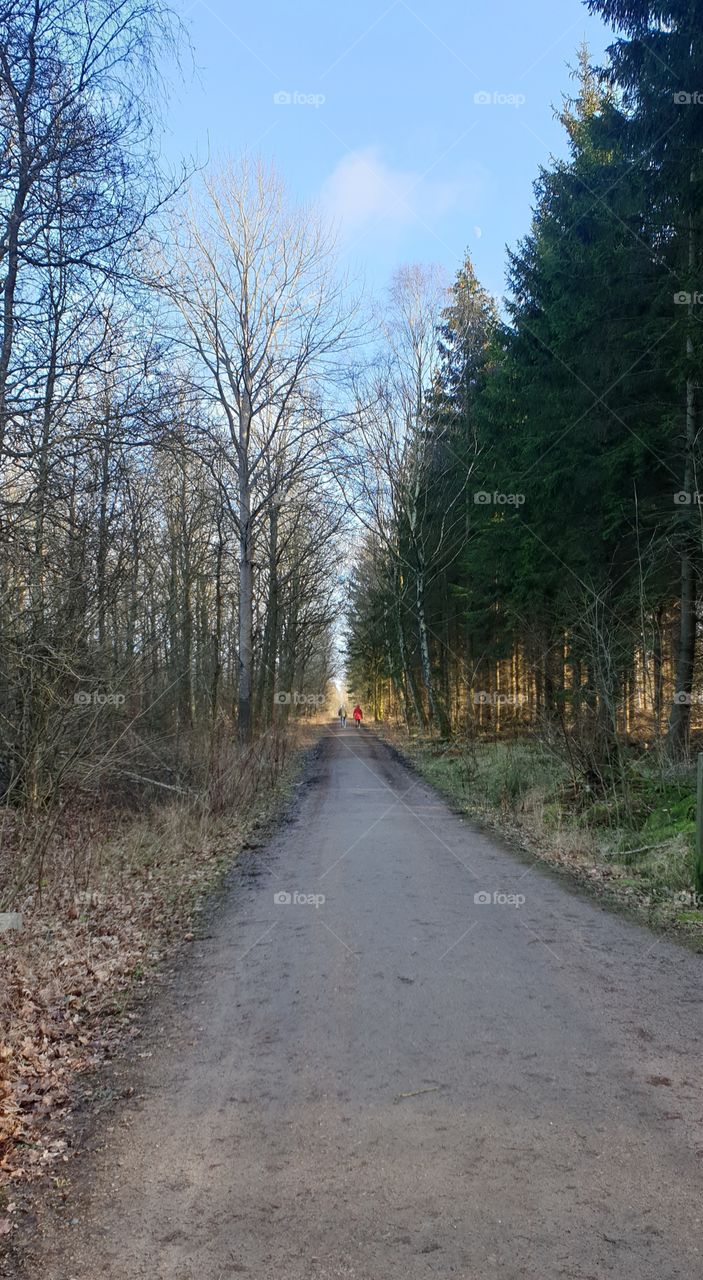 A little strait road in the forest. Far away you can see two people.