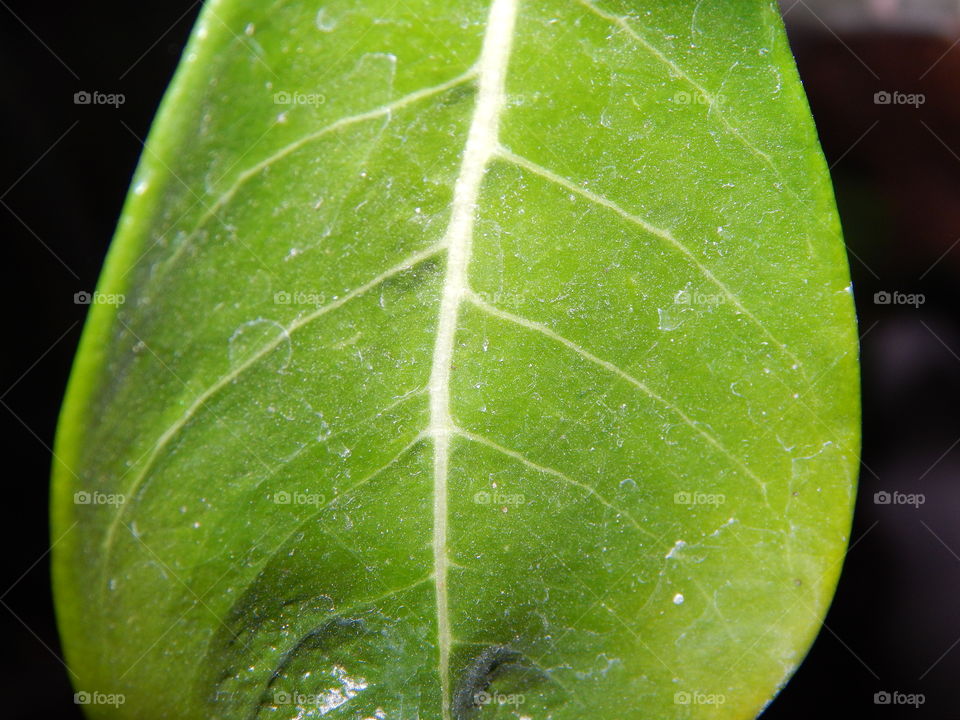 leaf close-up