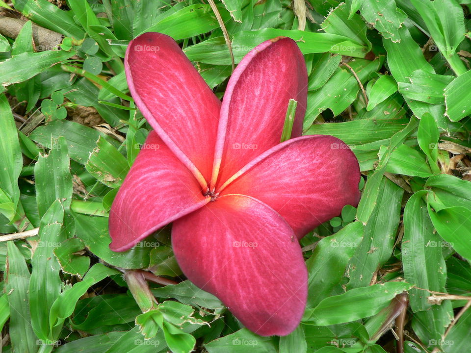 Frangipani