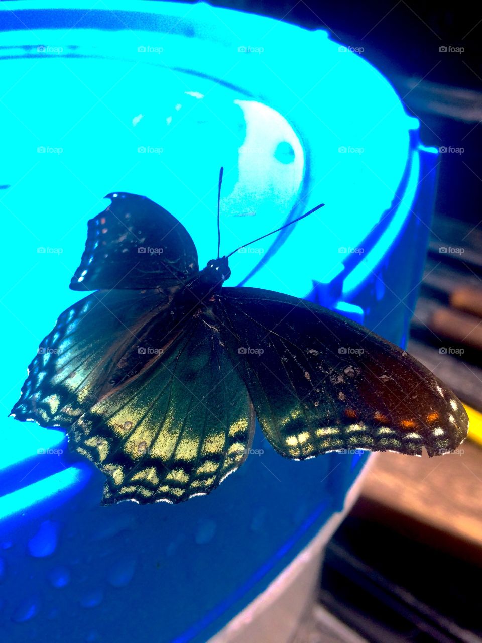 Butterfly. 
