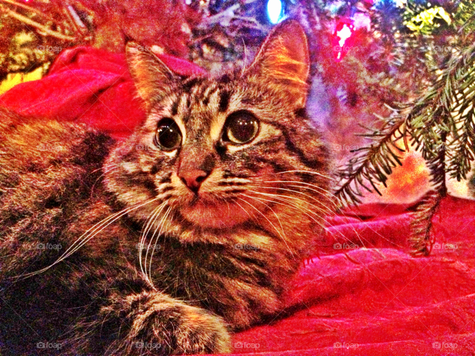 happy tree christmas cat by emmanuelgr