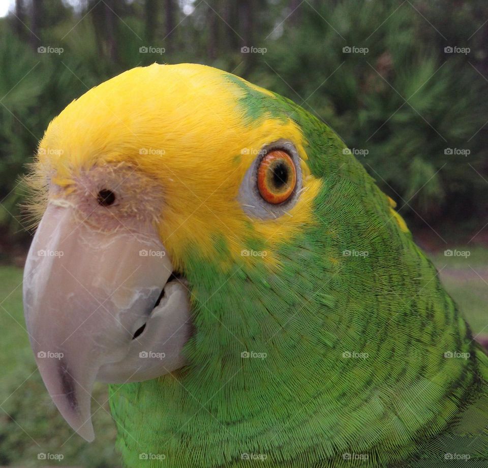 Sonny the Amazon Parrot.