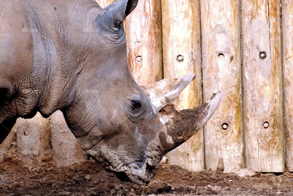 A rhinoceros eating grass near a fence at the zoo - side view