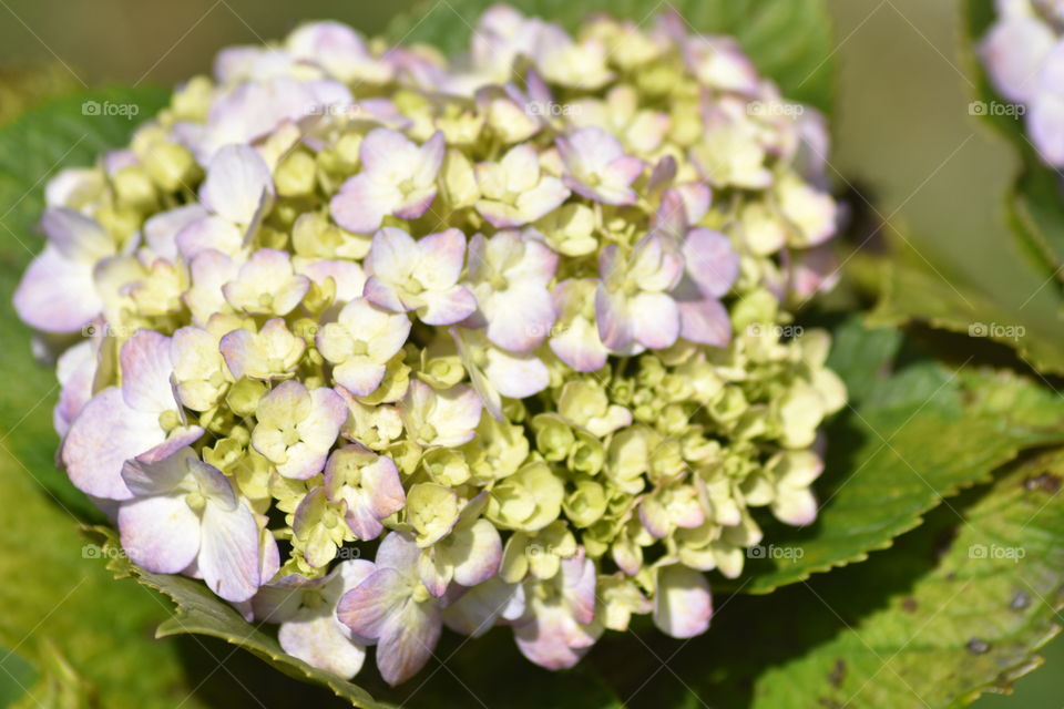 Beautiful flowers that touches your heart