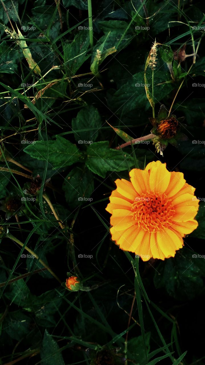 Nature with yellow flower