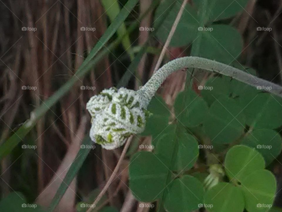 Horoscope at the end of the plantation of this green green plant. To live is a wild plant but very beautiful.