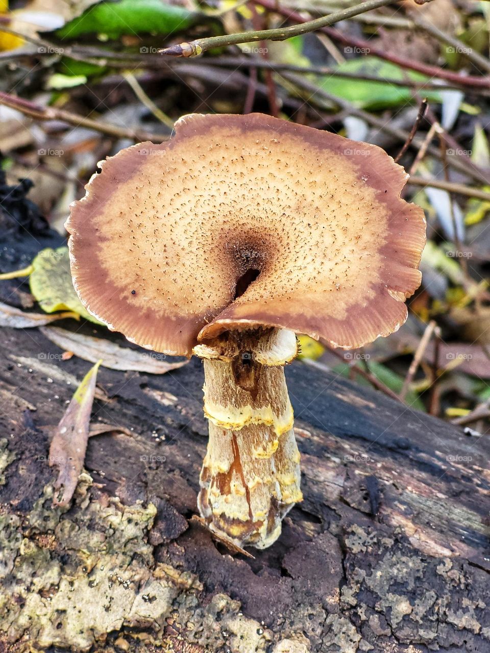 A special mushroom coming out a tree