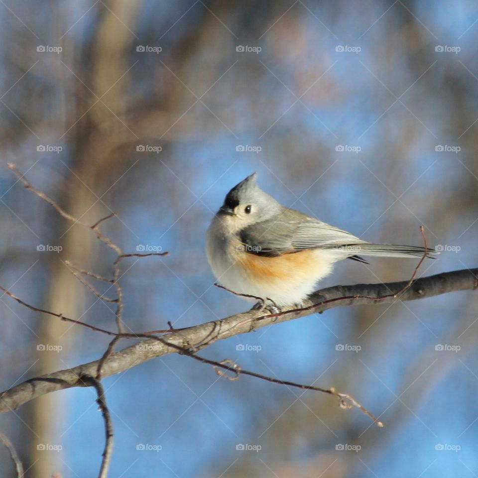 Tufted Titmouse just sitting on a branch soaking up the sunshine on a cold Michigan day