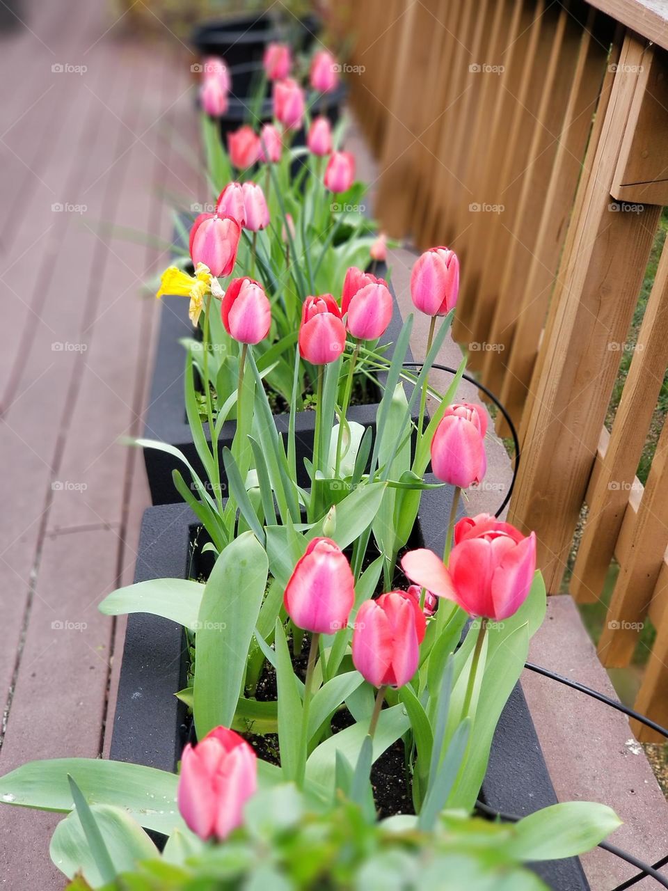Pink tulips