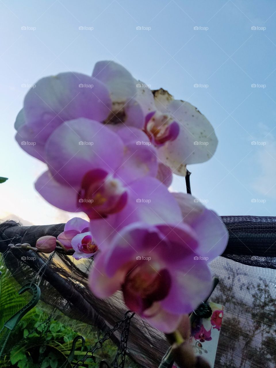 orchids