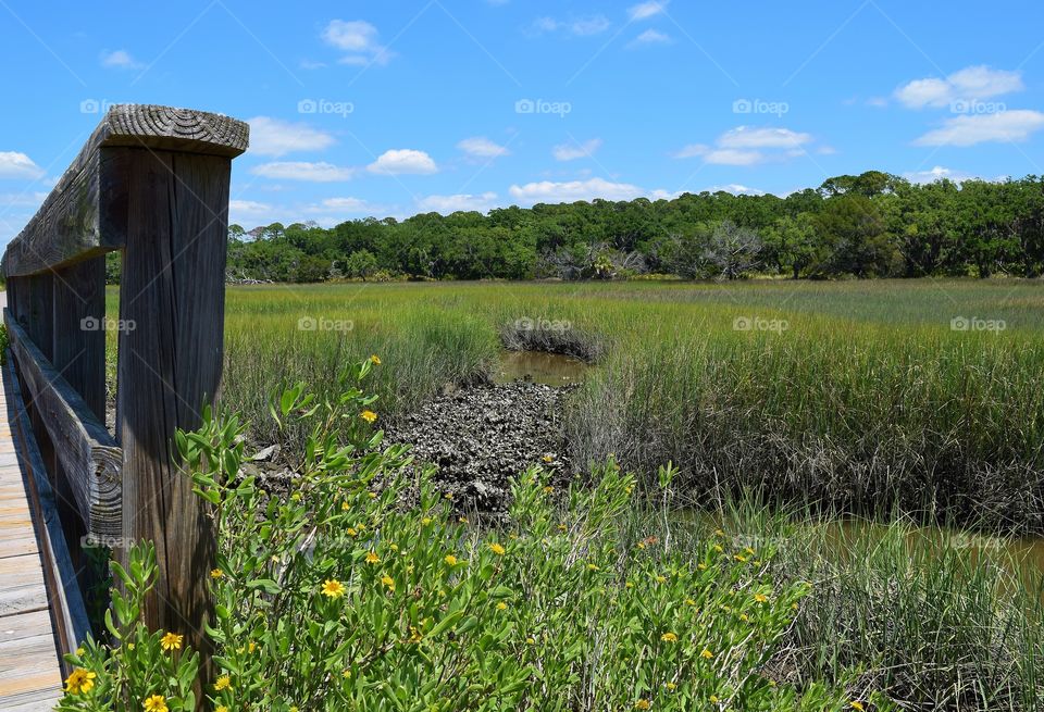 Marsh Land