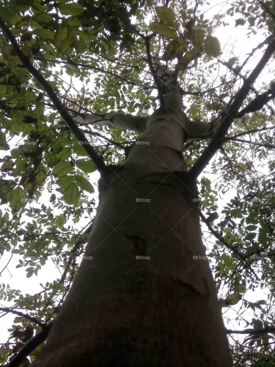 close to tree