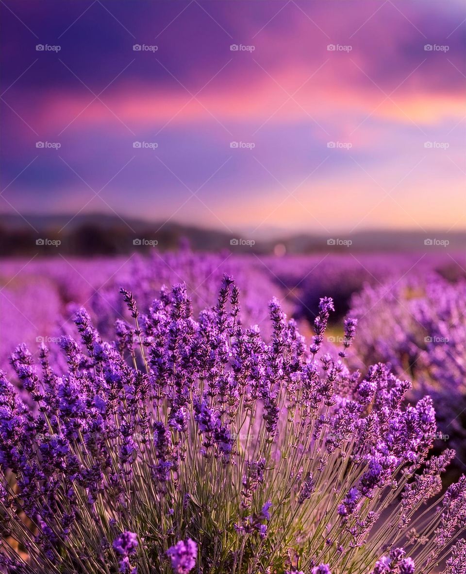 Fields of lavender in full bloom under a purple sky, creating a serene and magical atmosphere that transports you to a dreamlike landscape full of tranquility and natural beauty.