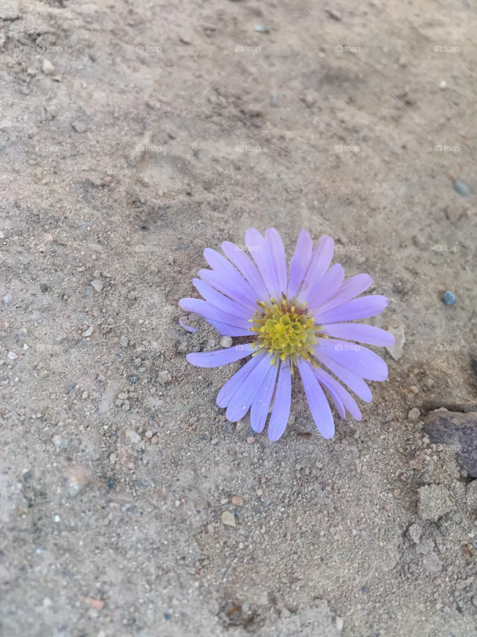 Flores 