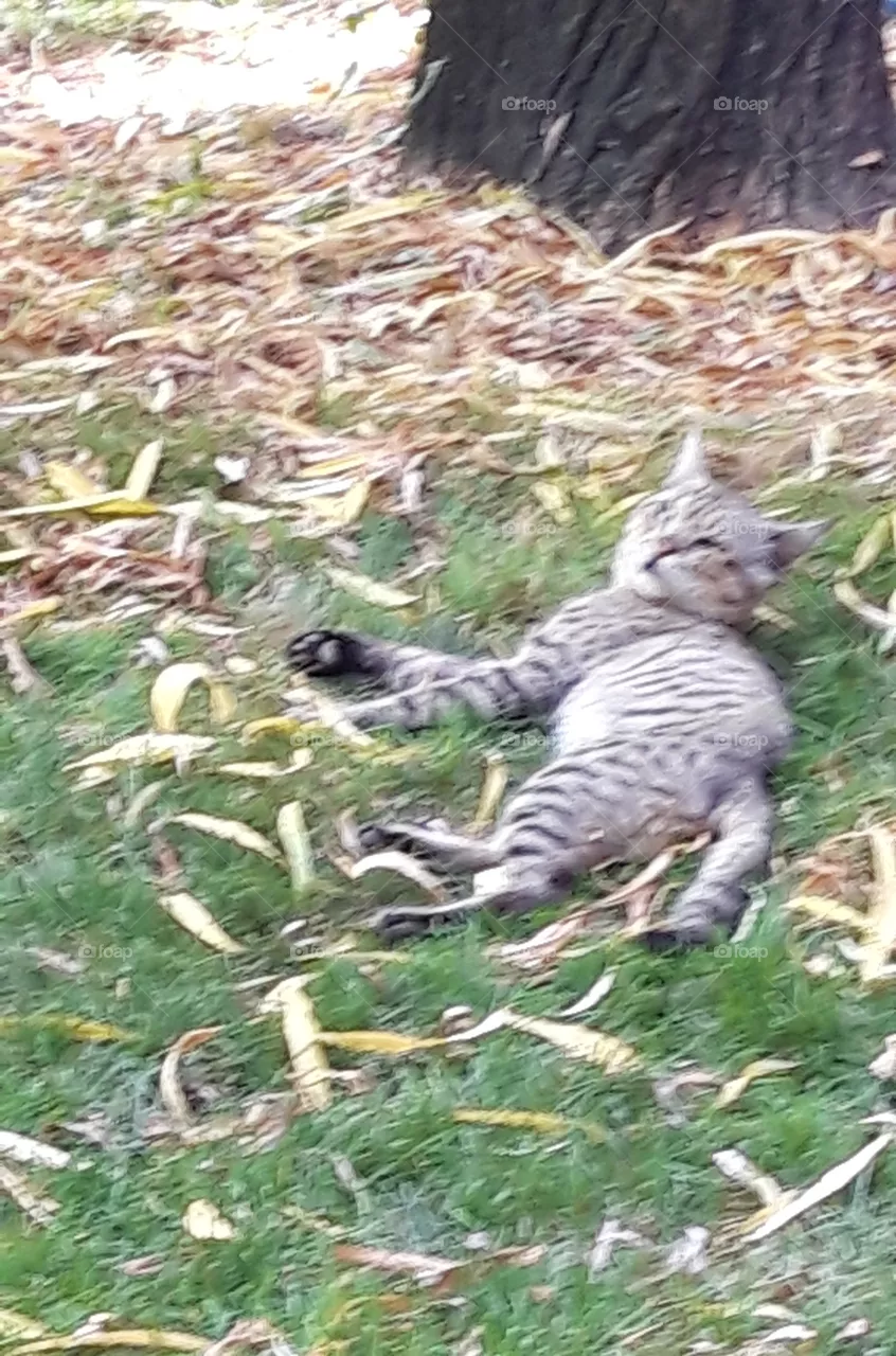 cat
