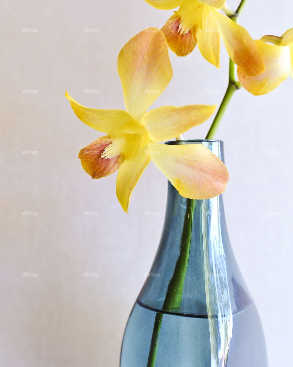 Yellow Orchid in Blue Vase, still life  