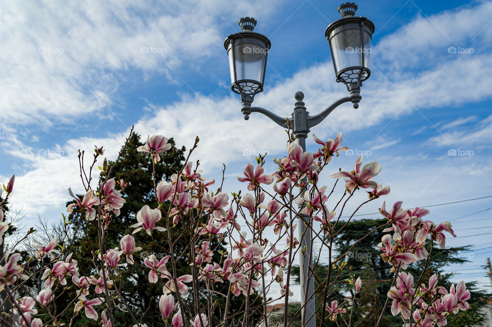 bloomed magnolia flowers against the background of lanterns in the city center of Sevastopol