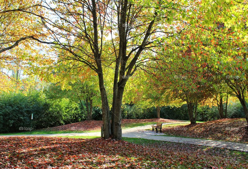 Autumn vibes at the park