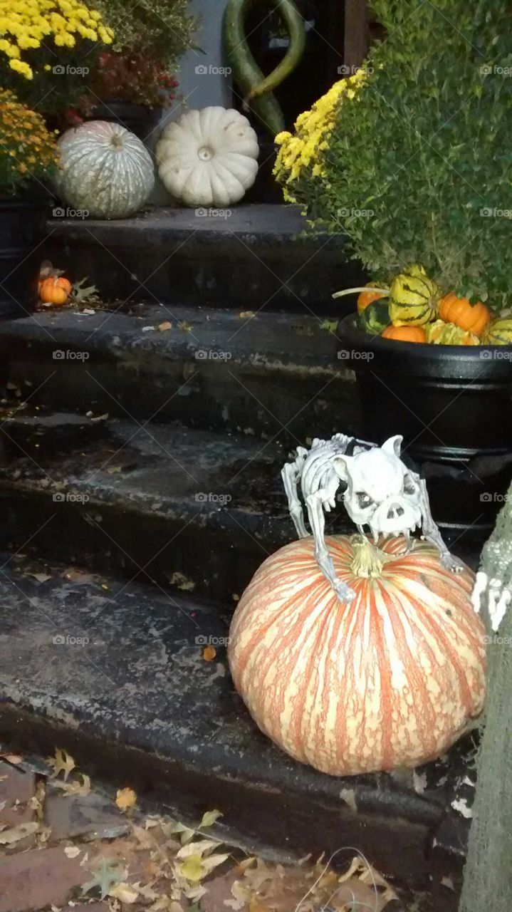 Skeleton of a Cat on Pumpkin