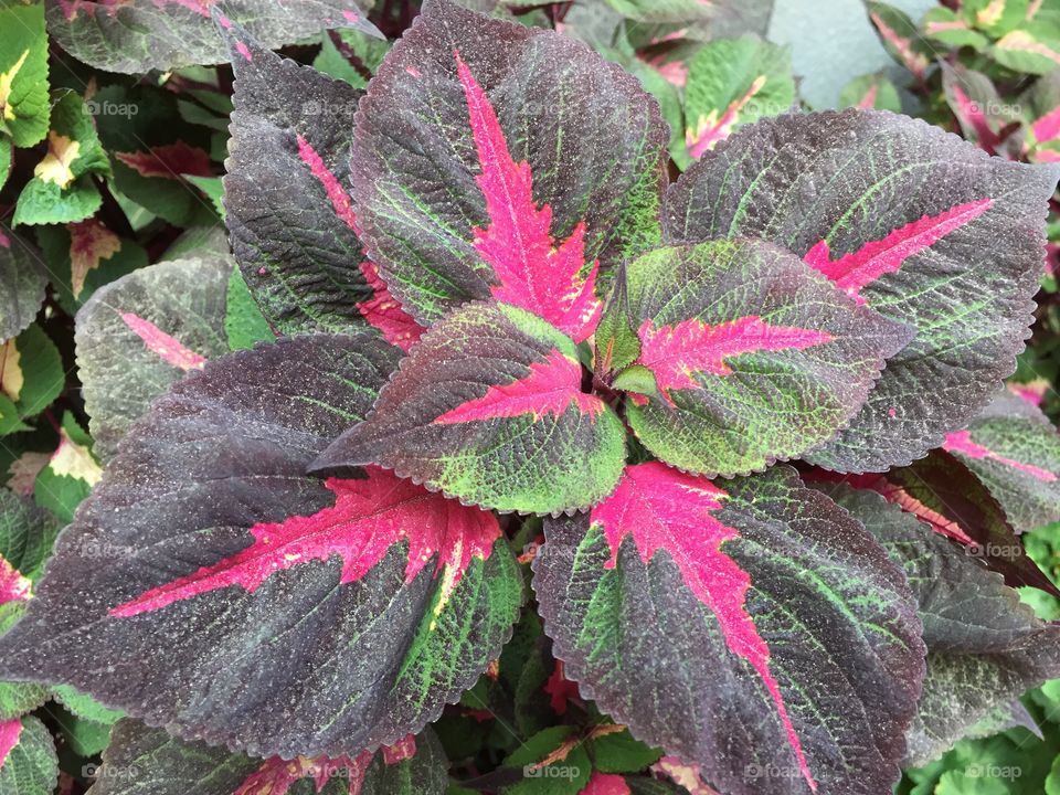 Green purple pink leaves. Patterned purple pink green and pink, Coleus leaves, needs shade