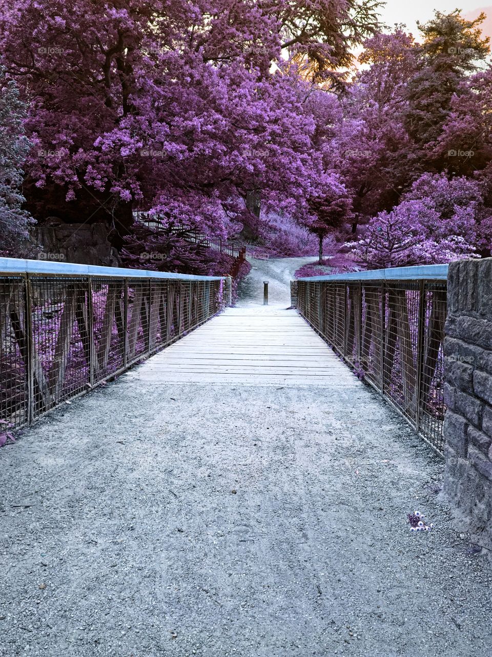 Purple dream park 