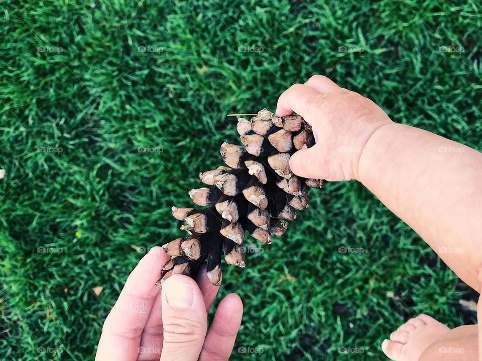 Father handing baby a pinecone, exploring nature with father, experiencing nature with children, fatherhood as an experience