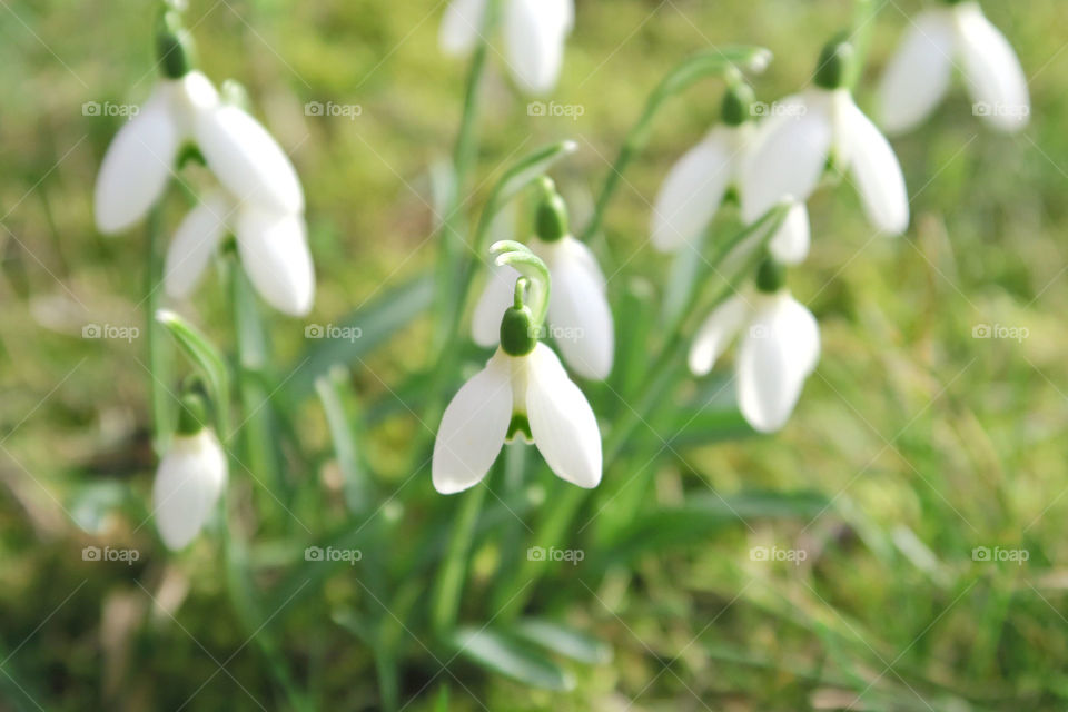 Snowdrops in spring 