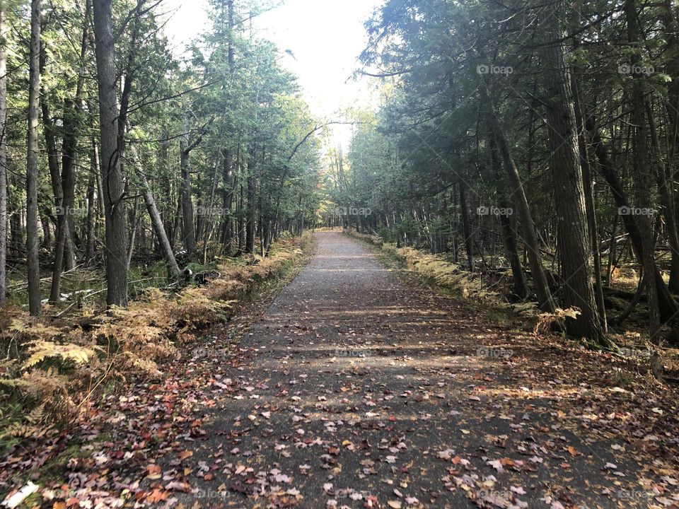 Leaves Fallen on Path 