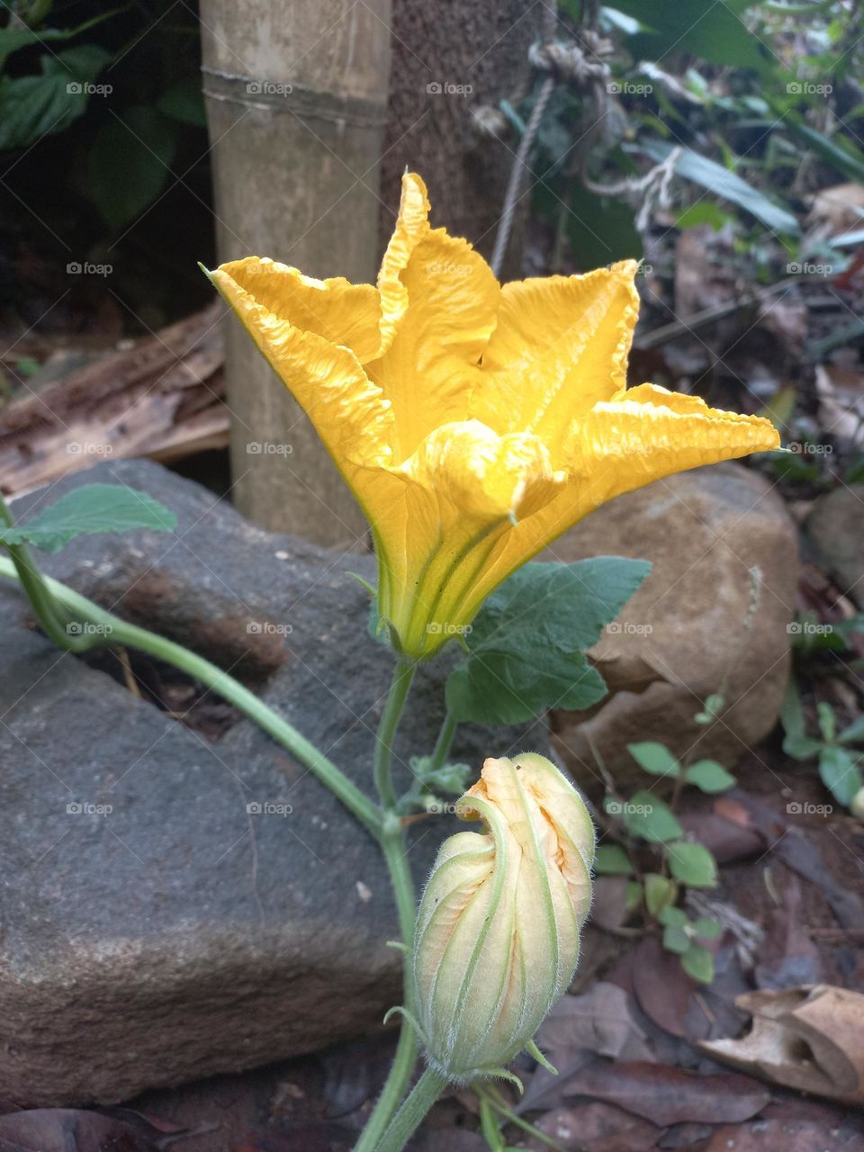Yellow pumpkin flowers in bloom