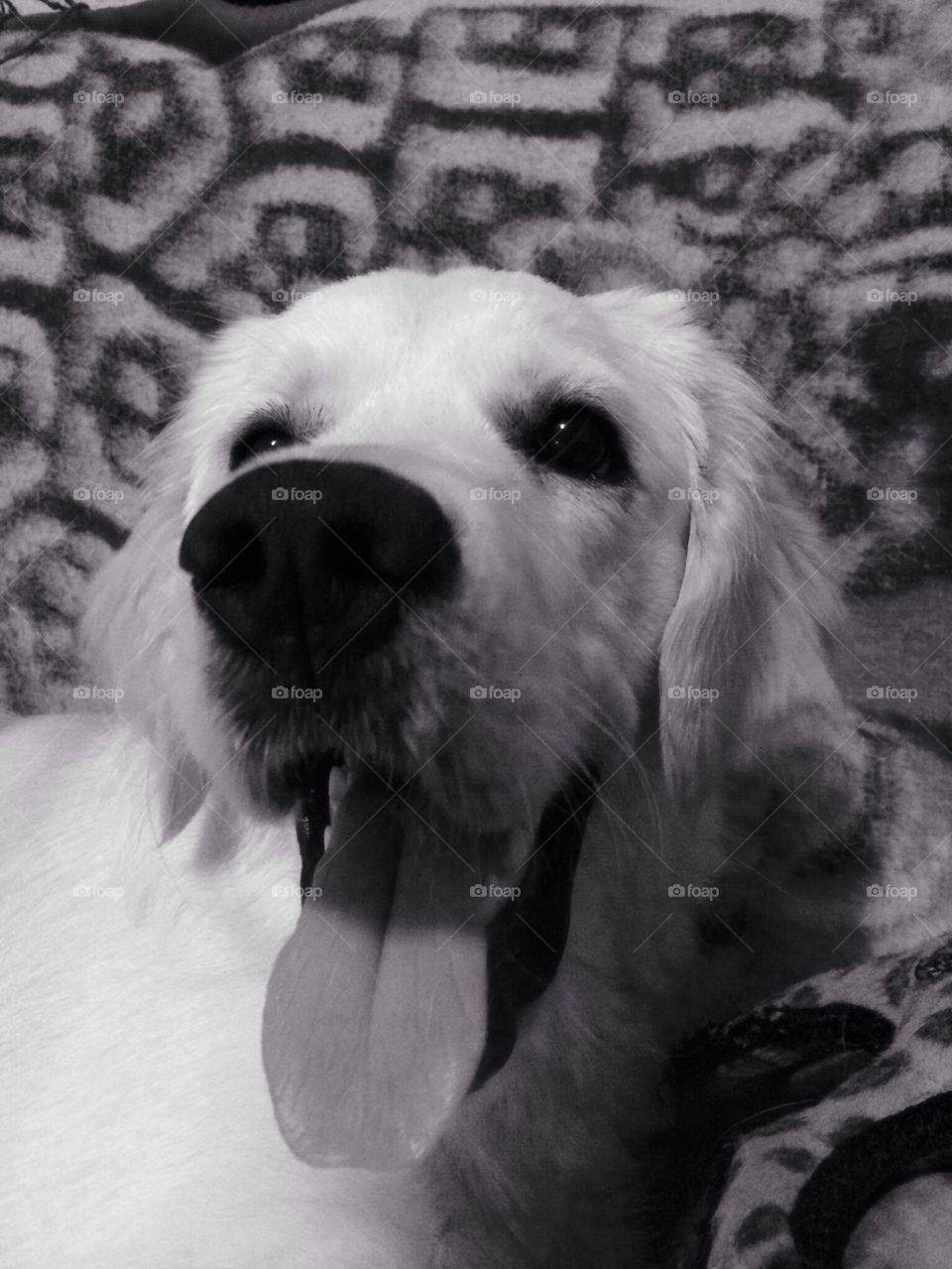 Sweet Zoe - Golden Retriever