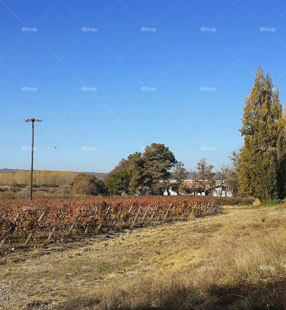 otoño en campo mendocino