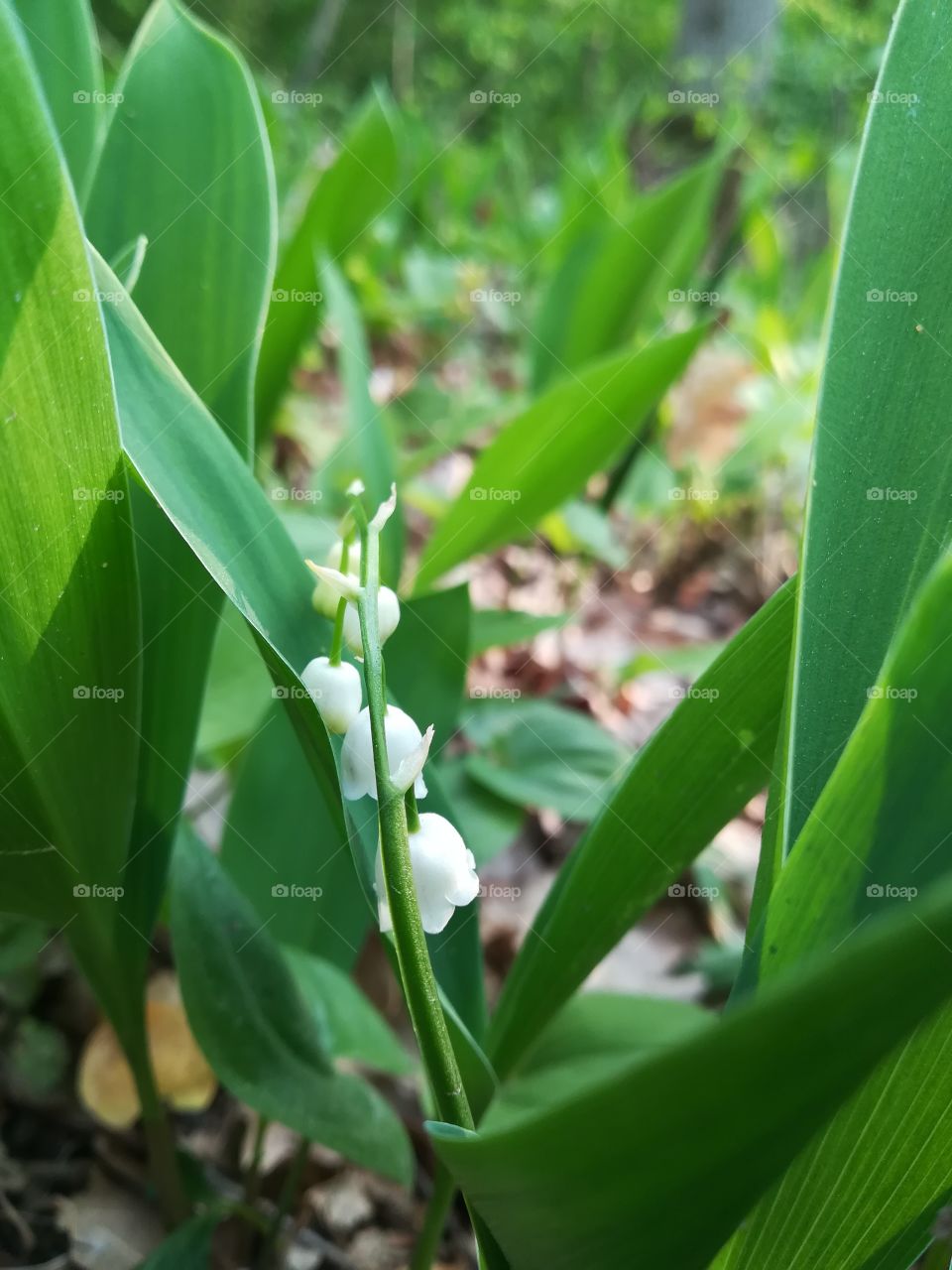 Lily of the valley