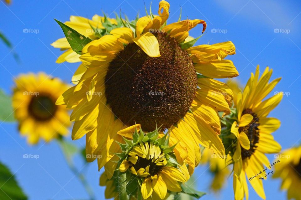 Sunflowers in summer 