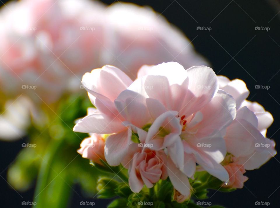 Mårbacka pelargon geranium