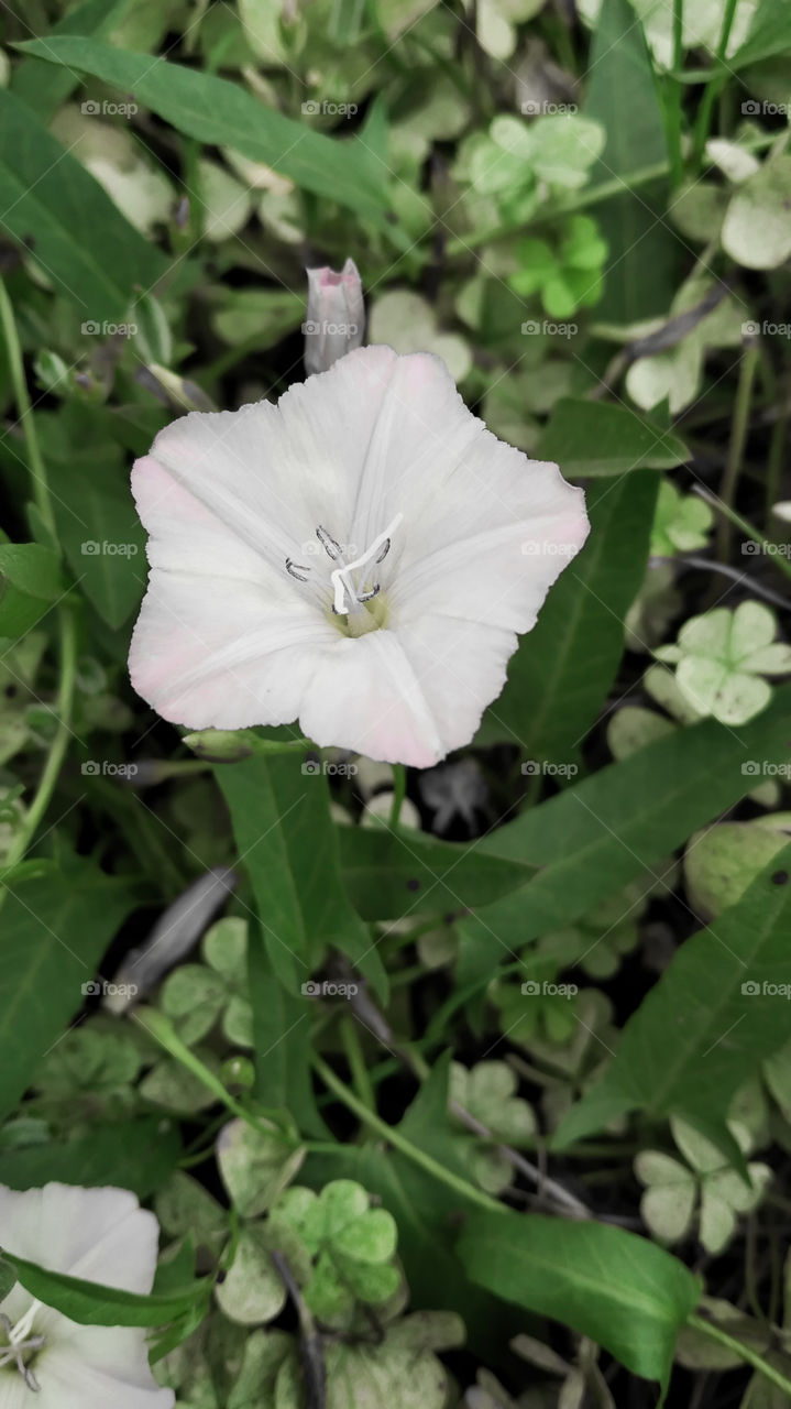 White Flower