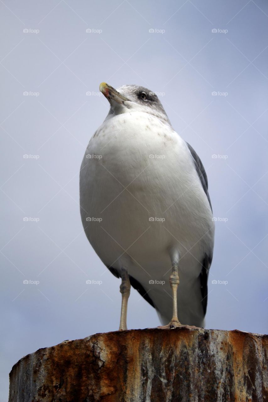 Seagull on the pier