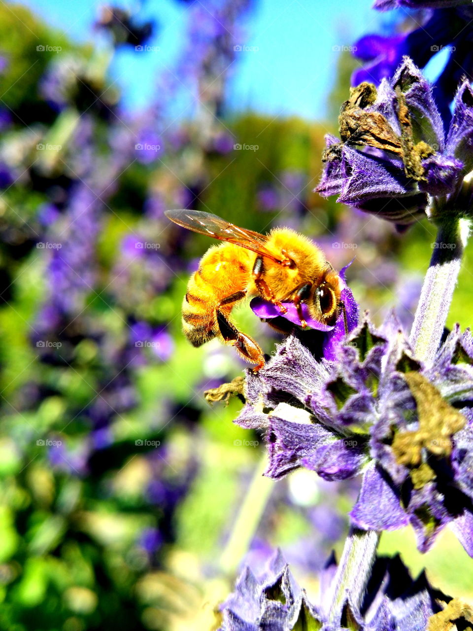 In the garden... flowers and pollinators! 🌼🐝🐞