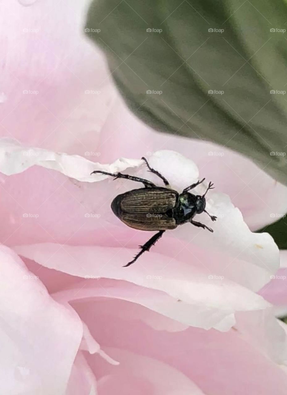 Bug on a flower