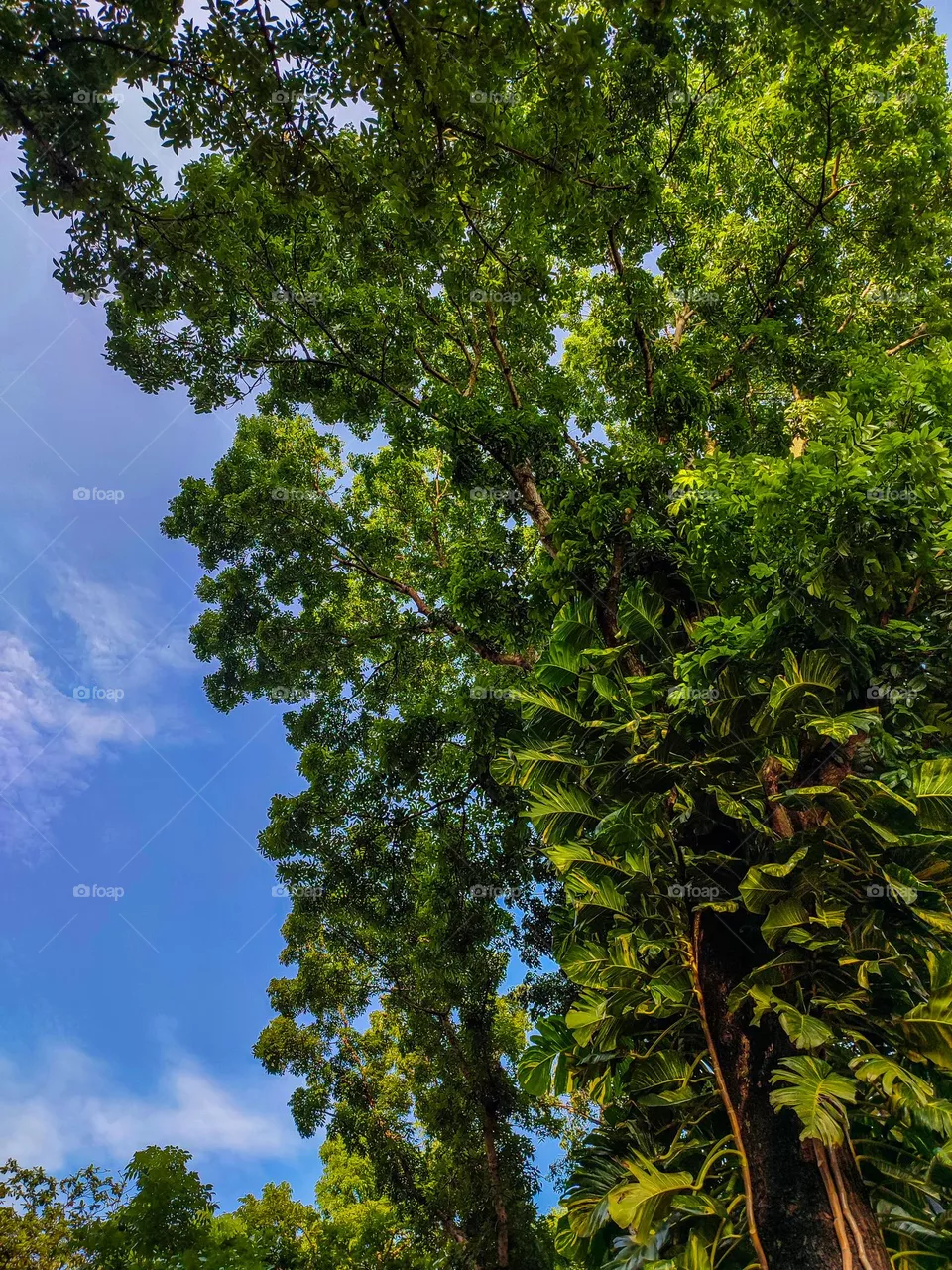 Green Environment.