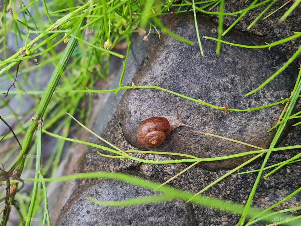 Tiny snail in a resort in Batangas