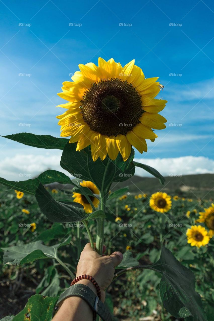 Sunflower Farm in Guanica Puerto Rico