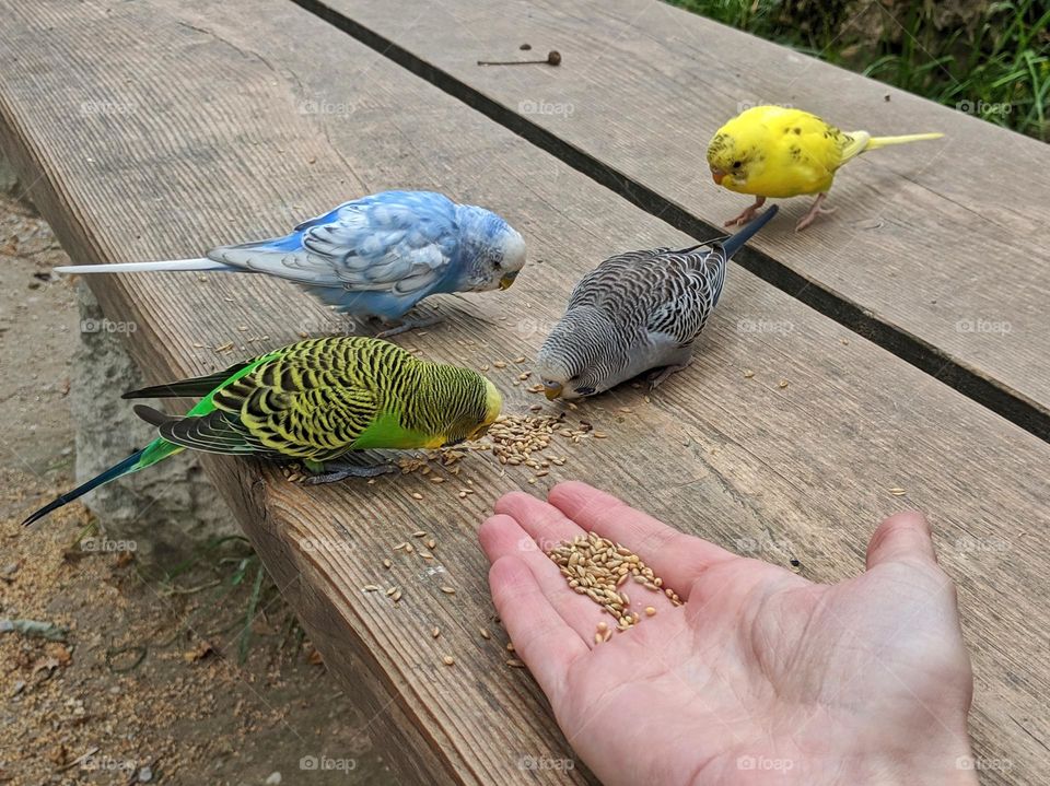 parrots feeding