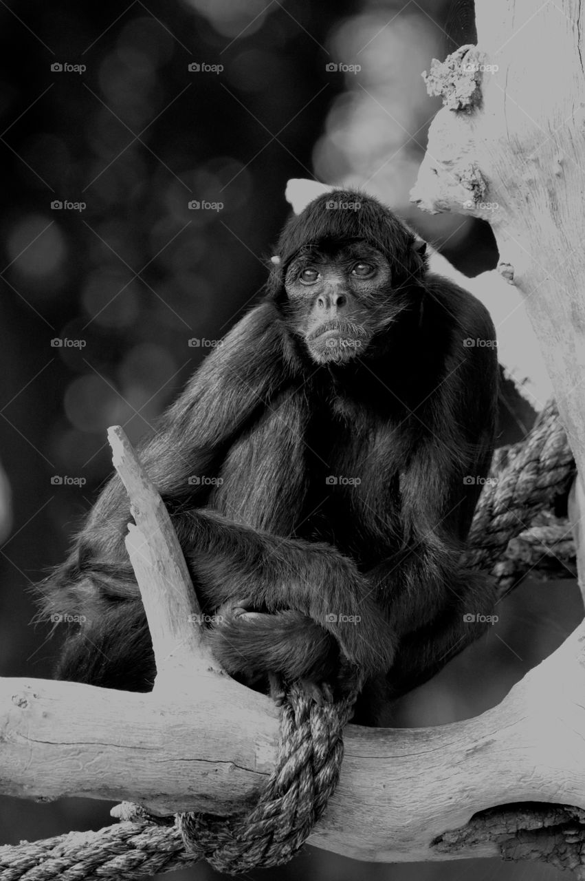 Monkey black and white